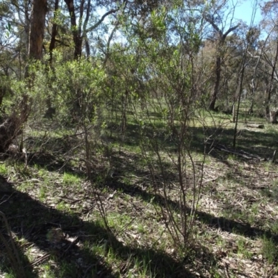 Dodonaea viscosa subsp. angustifolia (Giant Hop-bush) at Bookham, NSW - 29 Jul 2020 by AndyRussell