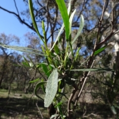 Dodonaea viscosa subsp. angustifolia at Bookham, NSW - 29 Jul 2020