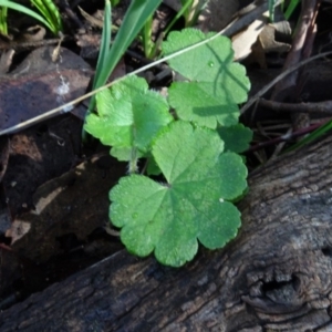 Hydrocotyle laxiflora at Bookham, NSW - 29 Jul 2020