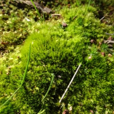 Campylopus (A moss) at Bookham Cemetery & Reserve - 29 Jul 2020 by AndyRussell