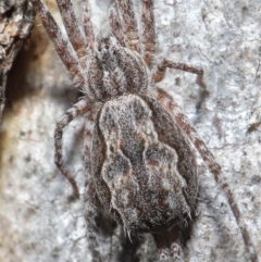 Tamopsis fickerti (Two-tailed spider) at Downer, ACT - 4 Aug 2020 by TimL