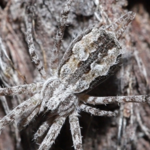 Tamopsis fickerti at Downer, ACT - 4 Aug 2020