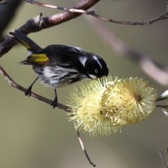 Phylidonyris novaehollandiae (New Holland Honeyeater) at Guerilla Bay, NSW - 2 Aug 2020 by jbromilow50