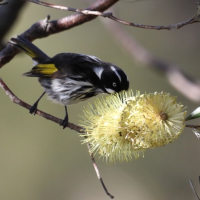 Phylidonyris novaehollandiae (New Holland Honeyeater) at Guerilla Bay, NSW - 2 Aug 2020 by jb2602