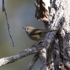 Acanthiza pusilla (Brown Thornbill) at Guerilla Bay, NSW - 2 Aug 2020 by jbromilow50