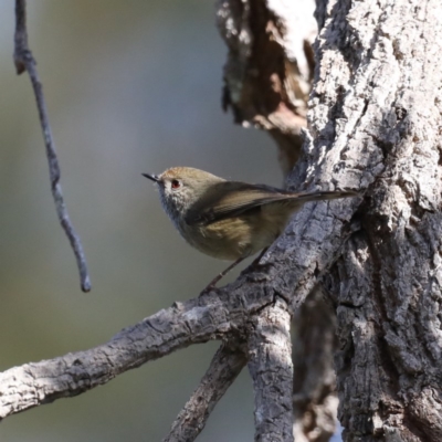 Acanthiza pusilla (Brown Thornbill) at Batemans Marine Park - 2 Aug 2020 by jbromilow50