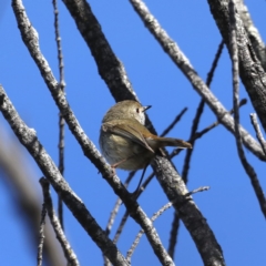 Acanthiza pusilla at Guerilla Bay, NSW - 2 Aug 2020