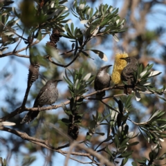 Anthochaera chrysoptera (Little Wattlebird) at Guerilla Bay, NSW - 2 Aug 2020 by jbromilow50