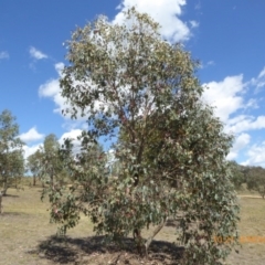 Eucalyptus albens (White Box) at Molonglo Valley, ACT - 7 Nov 2018 by AndyRussell