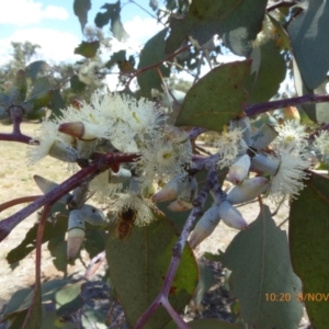 Eucalyptus albens at Molonglo Valley, ACT - 8 Nov 2018