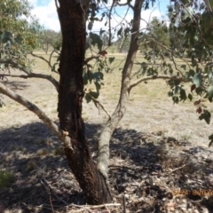 Eucalyptus albens at Molonglo Valley, ACT - 8 Nov 2018 10:21 AM