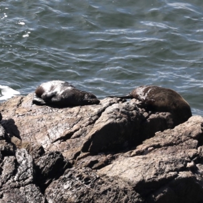 Arctocephalus pusillus doriferus (Australian Fur-seal) at Guerilla Bay, NSW - 2 Aug 2020 by jb2602