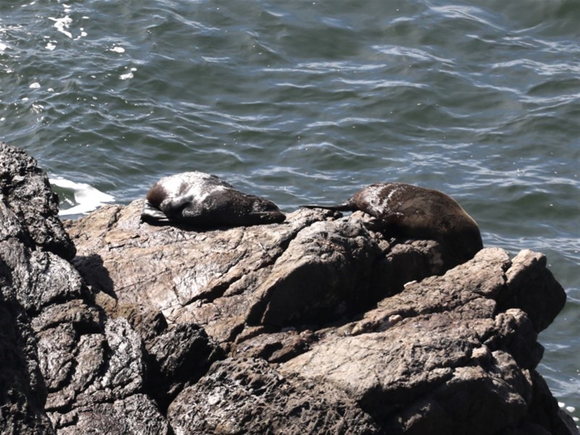 Arctocephalus pusillus doriferus at Guerilla Bay, NSW - 2 Aug 2020 01:09 PM