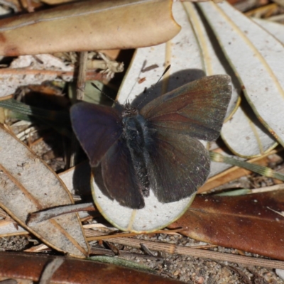 Erina hyacinthina (Varied Dusky-blue) at Guerilla Bay, NSW - 2 Aug 2020 by jb2602