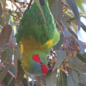 Glossopsitta concinna at Narrabundah, ACT - 5 Aug 2020