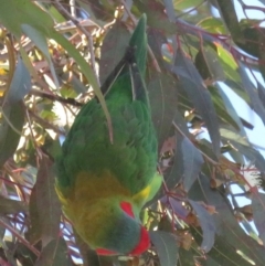 Glossopsitta concinna at Narrabundah, ACT - 5 Aug 2020