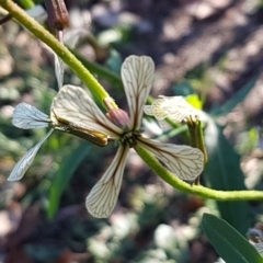 Raphanus raphanistrum (Wild Radish, Jointed Charlock) at Lyneham, ACT - 5 Aug 2020 by trevorpreston