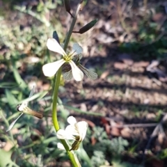 Raphanus raphanistrum at Lyneham, ACT - 5 Aug 2020