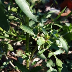 Raphanus raphanistrum at Lyneham, ACT - 5 Aug 2020