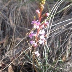 Stylidium graminifolium (grass triggerplant) at Aranda, ACT - 3 Aug 2020 by dwise