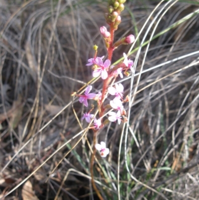 Stylidium graminifolium (Grass Triggerplant) at Aranda Bushland - 3 Aug 2020 by dwise