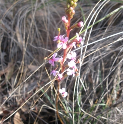 Stylidium graminifolium (Grass Triggerplant) at Aranda, ACT - 3 Aug 2020 by dwise