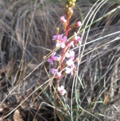 Stylidium graminifolium (Grass Triggerplant) at Aranda, ACT - 3 Aug 2020 by dwise