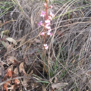 Stylidium graminifolium at Aranda, ACT - 3 Aug 2020 01:19 PM