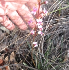 Stylidium graminifolium at Aranda, ACT - 3 Aug 2020