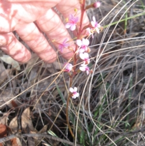 Stylidium graminifolium at Aranda, ACT - 3 Aug 2020