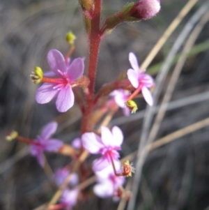 Stylidium graminifolium at Aranda, ACT - 3 Aug 2020