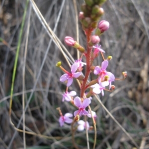 Stylidium graminifolium at Aranda, ACT - 3 Aug 2020 01:19 PM