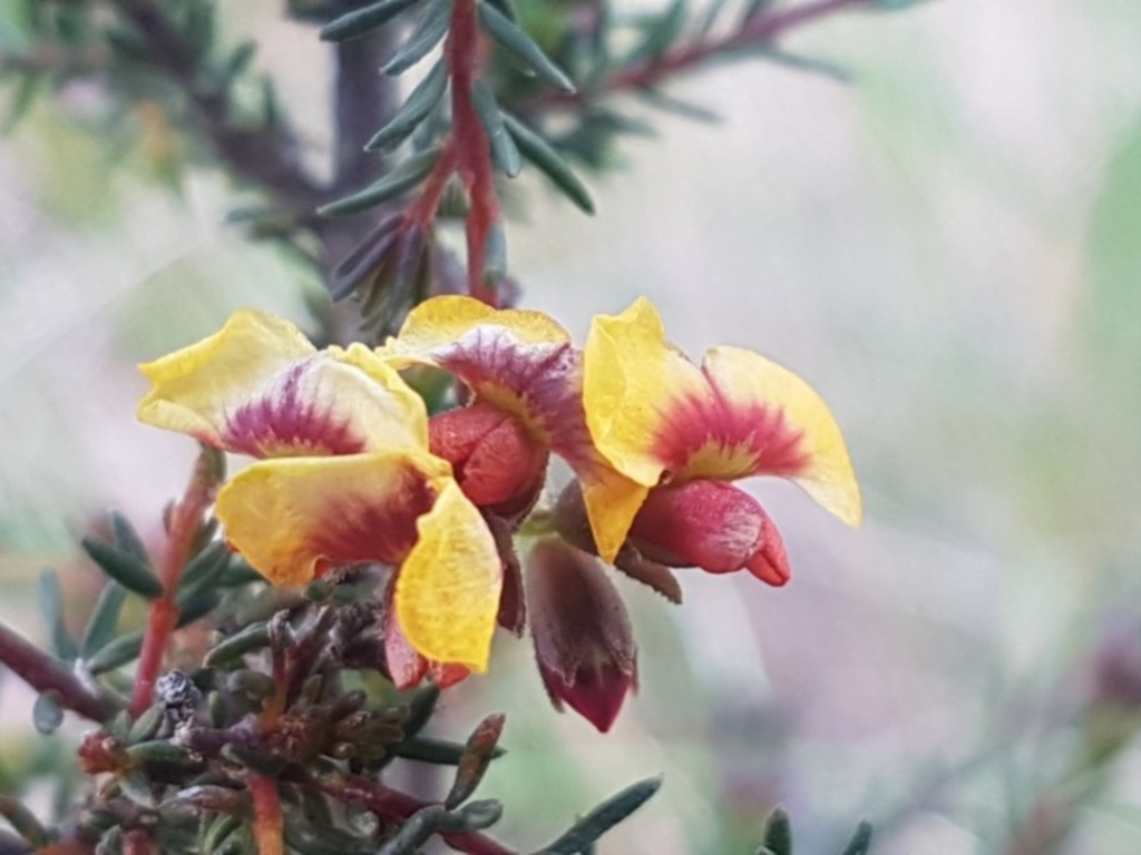 Dillwynia phylicoides at O'Connor, ACT - 4 Aug 2020