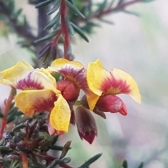 Dillwynia phylicoides (A Parrot-pea) at O'Connor, ACT - 4 Aug 2020 by tpreston