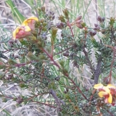 Dillwynia phylicoides at O'Connor, ACT - 4 Aug 2020 12:44 PM