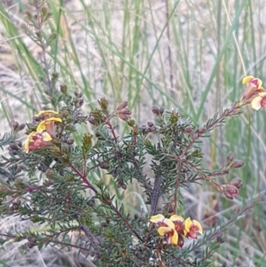 Dillwynia phylicoides at O'Connor, ACT - 4 Aug 2020 12:44 PM