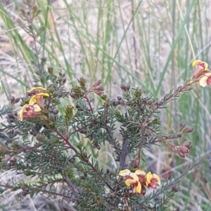 Dillwynia phylicoides at O'Connor, ACT - 4 Aug 2020