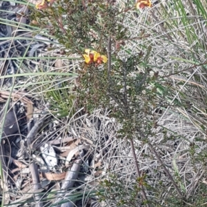 Dillwynia phylicoides at O'Connor, ACT - 4 Aug 2020