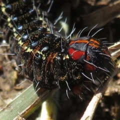 Apina callisto (Pasture Day Moth) at Griffith, ACT - 29 Jul 2020 by RobParnell