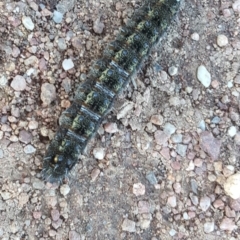 Apina callisto (Pasture Day Moth) at Mount Mugga Mugga - 4 Aug 2020 by Mike