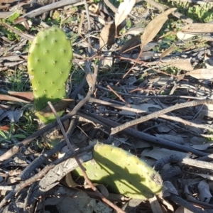 Opuntia stricta at Red Hill, ACT - 4 Aug 2020