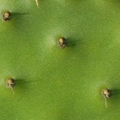 Opuntia stricta at Red Hill, ACT - 4 Aug 2020