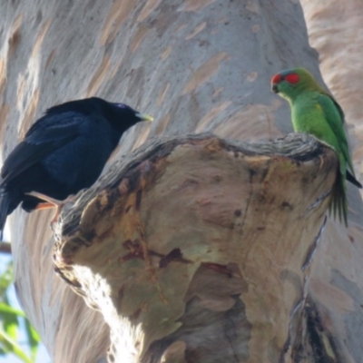 Glossopsitta concinna (Musk Lorikeet) at Long Beach, NSW - 5 Aug 2020 by AlastairGreig