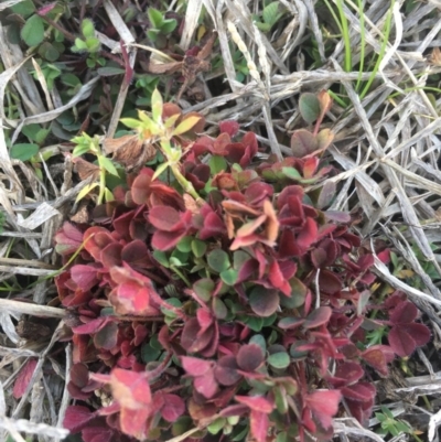 Trifolium sp. (Clover) at Black Flat at Corrowong - 6 Aug 2020 by BlackFlat