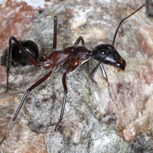 Camponotus intrepidus at Guerilla Bay, NSW - 1 Aug 2020 10:11 PM