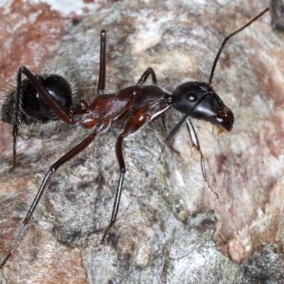 Camponotus intrepidus (Flumed Sugar Ant) at Guerilla Bay, NSW - 1 Aug 2020 by jb2602