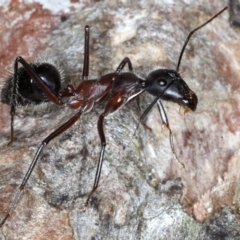 Camponotus intrepidus (Flumed Sugar Ant) at Guerilla Bay, NSW - 1 Aug 2020 by jbromilow50