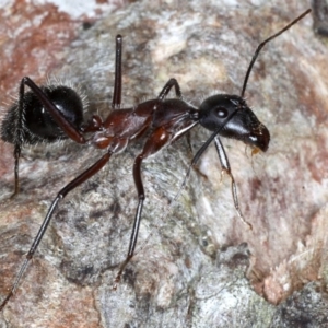 Camponotus intrepidus at Guerilla Bay, NSW - 1 Aug 2020