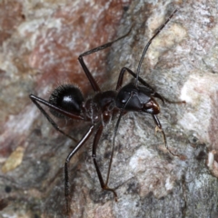 Camponotus intrepidus at Guerilla Bay, NSW - 1 Aug 2020