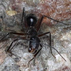 Camponotus intrepidus at Guerilla Bay, NSW - 1 Aug 2020 10:11 PM